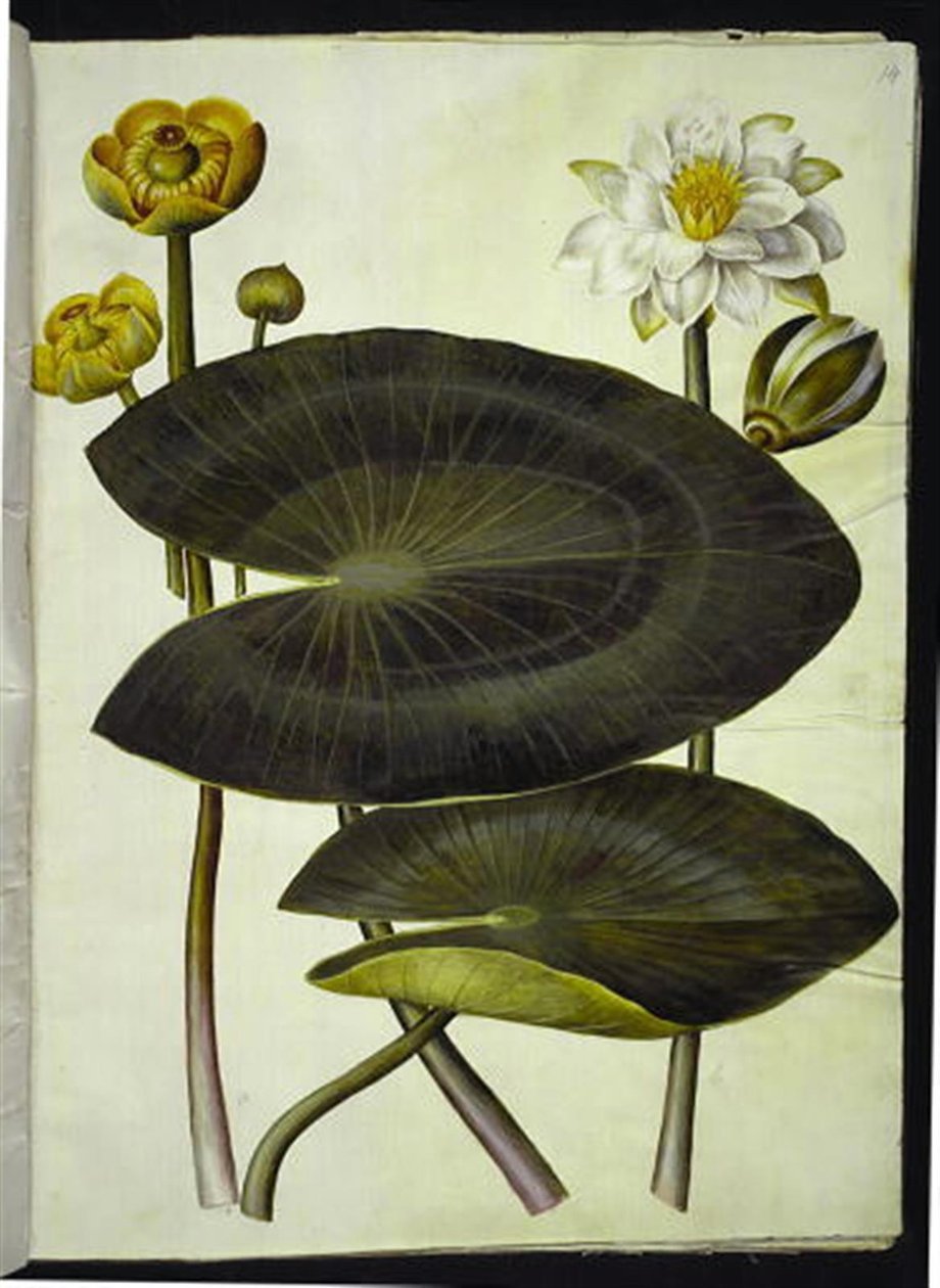 Nuphar lutea (gul näckros); Nymphaea alba (vit näckros) av Hans Simon Holtzbecker