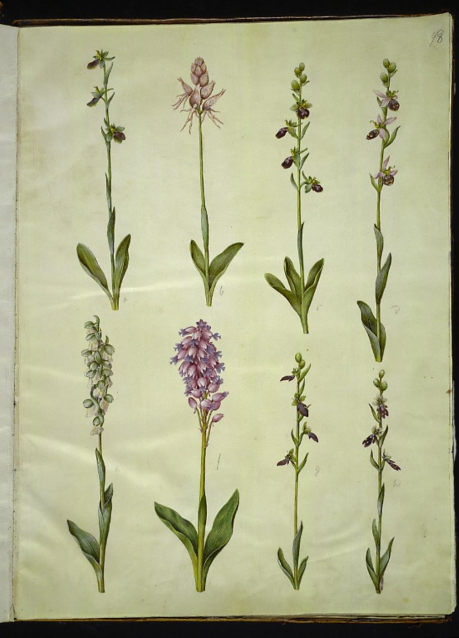Ophrys apifera eller Ophrys sphegodes (biflugablomma eller tidig flugblomma); "Orchis simia" (fantasiblomma); Ophrys apifera (biflugablomma); Orchis (gökört); Orchis militaris (Knight