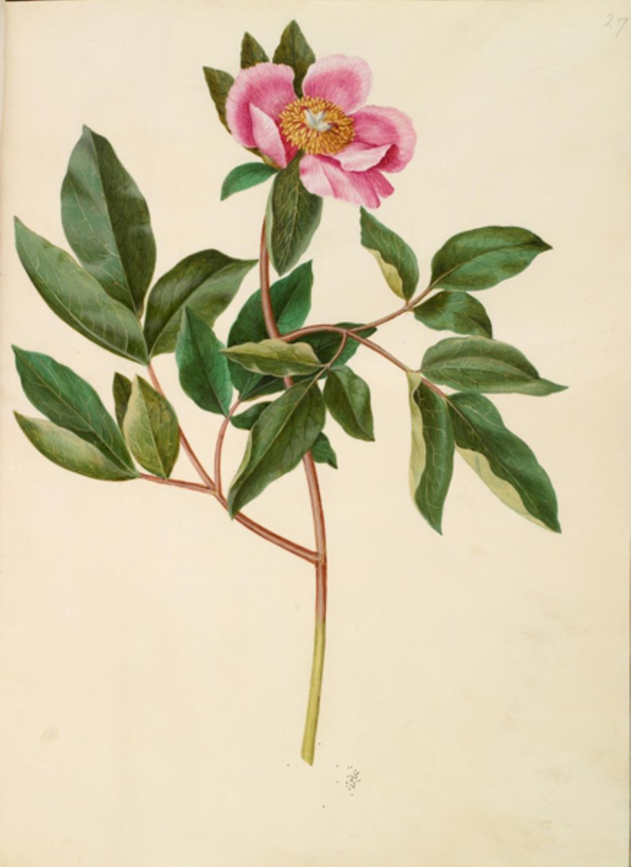 Hanpion (storbladet pion) av Hans Simon Holtzbecker