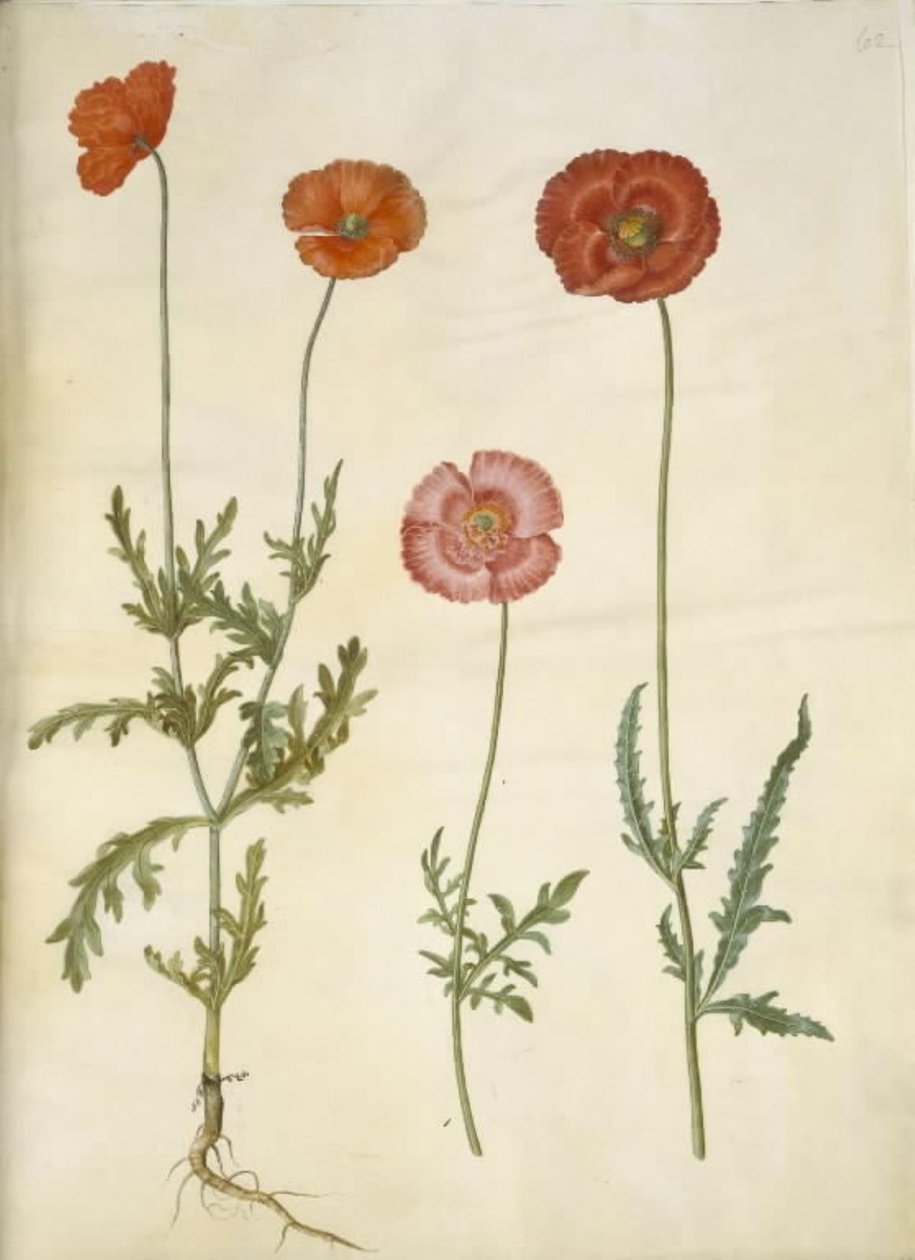 Papaver dubium (staketvallmo); Papaver rhoeas (kornvallmo) av Hans Simon Holtzbecker