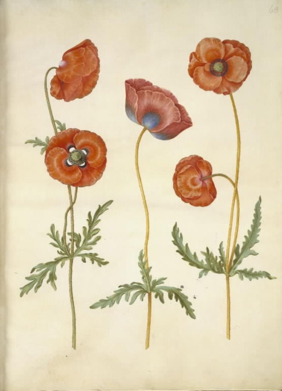 Papaver rhoeas (kornvallmo) av Hans Simon Holtzbecker