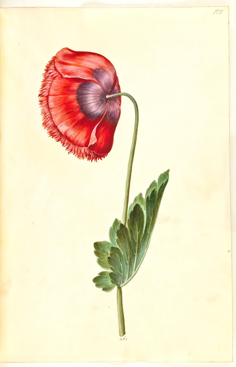 Opiumvallmo (opiumvallmo) av Hans Simon Holtzbecker