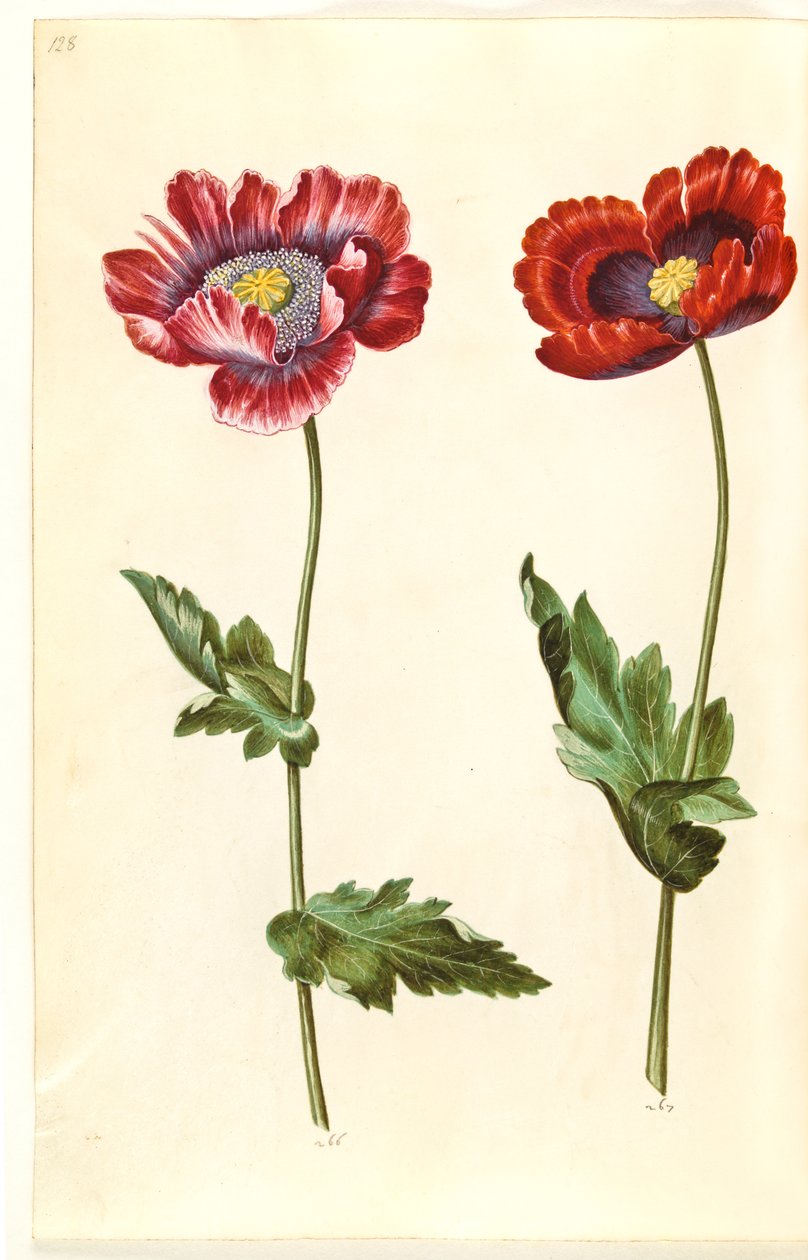 Opiumvallmo (opiumvallmo) av Hans Simon Holtzbecker