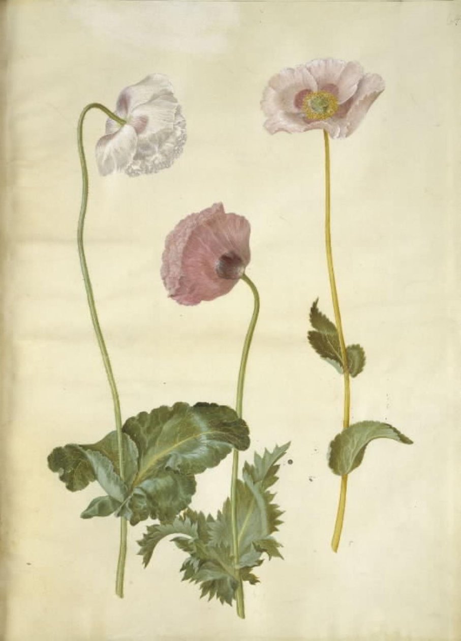 Opiumvallmo (opiumvallmo) av Hans Simon Holtzbecker
