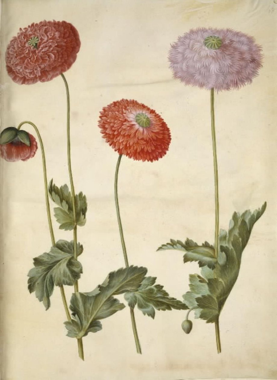 Opiumvallmo (opiumvallmo) av Hans Simon Holtzbecker