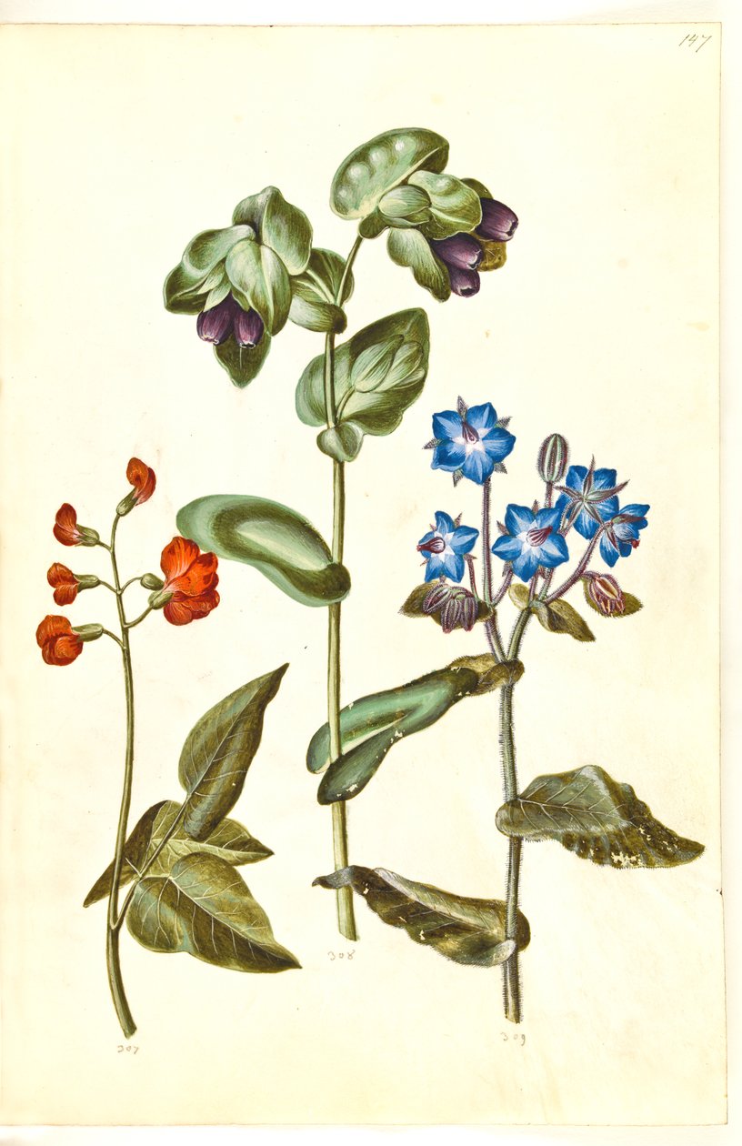 Phaseolus coccineus (skrytböna); Cerinthe major (stor vaxört); Borago officinalis (vanlig gurkört) av Hans Simon Holtzbecker