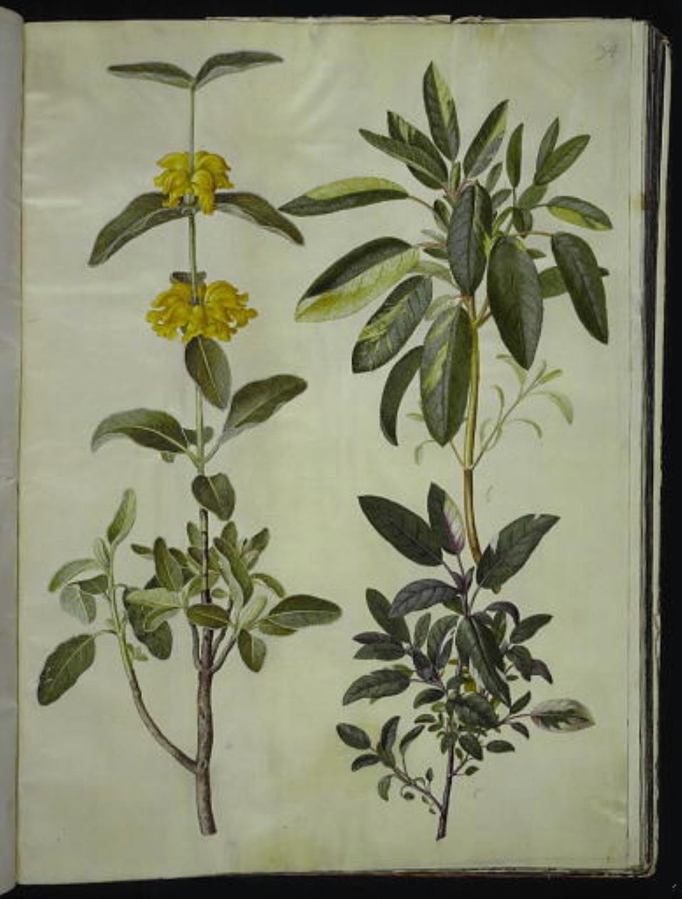 Phlomis fruticosa (vanlig snapdragon); Salvia officinalis (salvia) av Hans Simon Holtzbecker