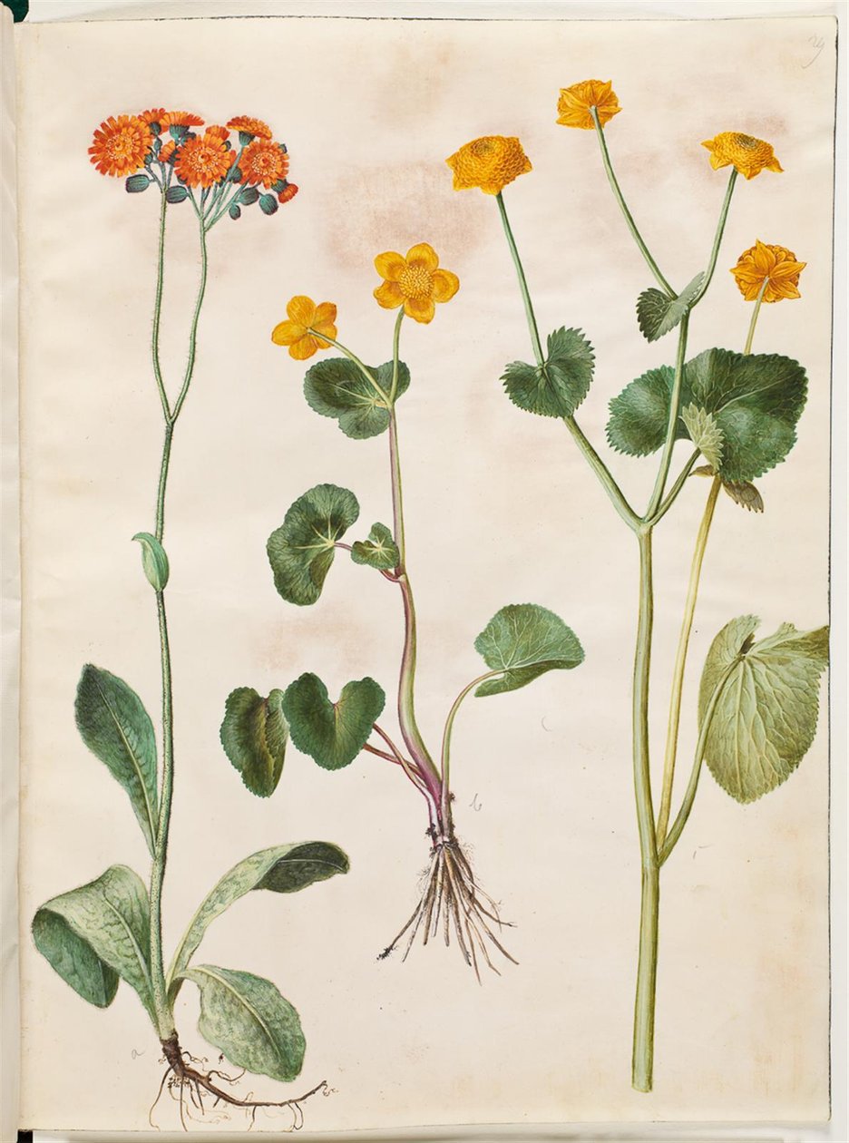Pilosella aurantiaca (pomerans-høgeurt); Caltha palustris (eng-kabbeleje) av Hans Simon Holtzbecker