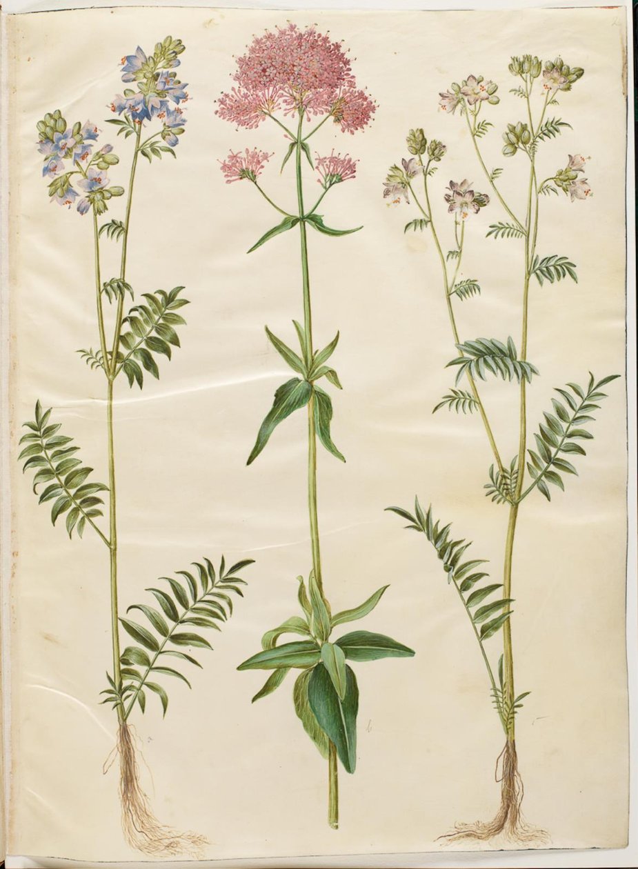 Polemonium caeruleum (vanlig Jakobsstege); Centranthus ruber (röd sporvaleriana) av Hans Simon Holtzbecker
