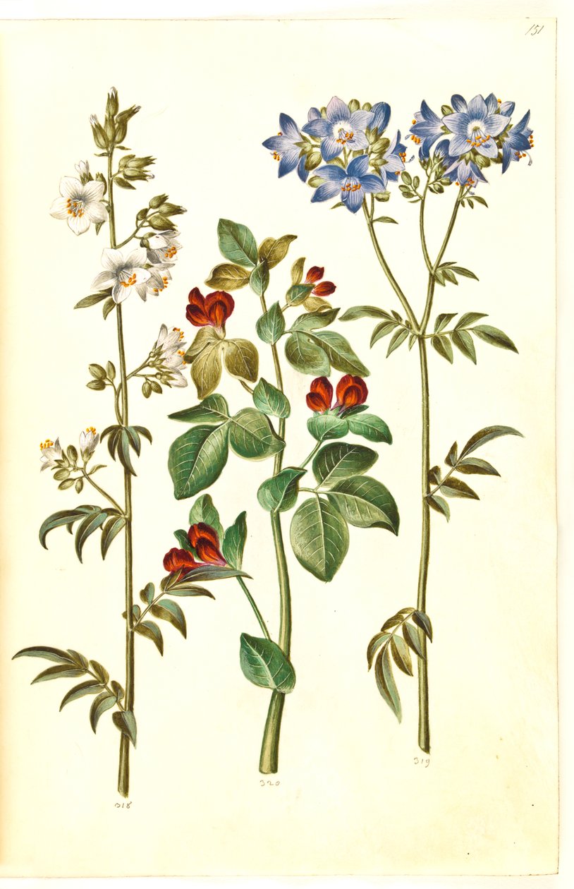 Polemonium caeruleum (vanlig Jakobsstege); Lotus tetragonolobus (sparrisärta) av Hans Simon Holtzbecker