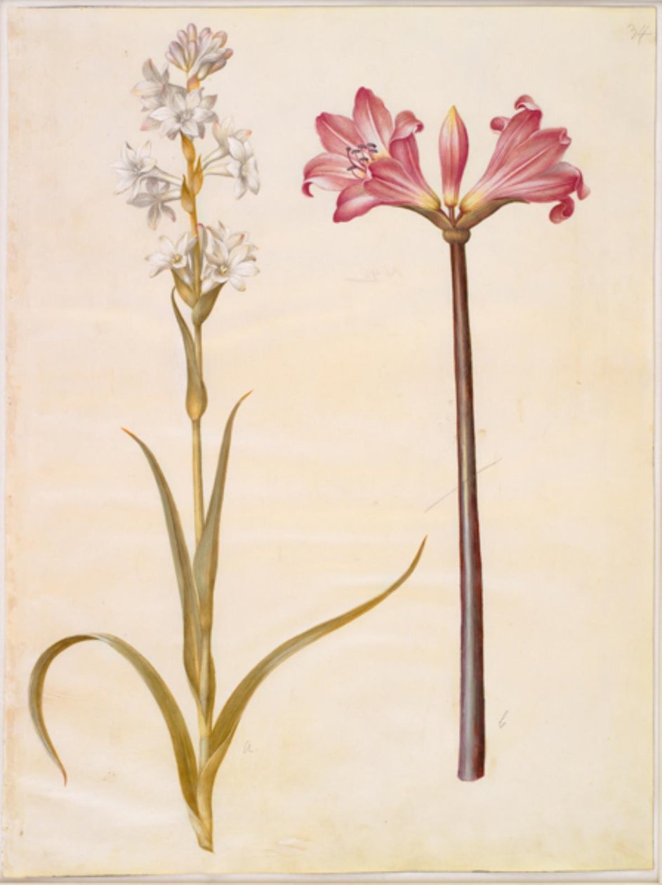Polianthes tuberosa (tuberos); Amaryllis belladonna (belladonnalilje) av Hans Simon Holtzbecker