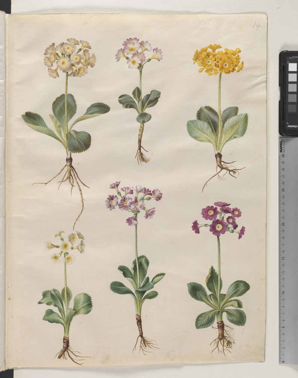 Primula ×pubescens Wulfen (har öronbågar) av Hans Simon Holtzbecker