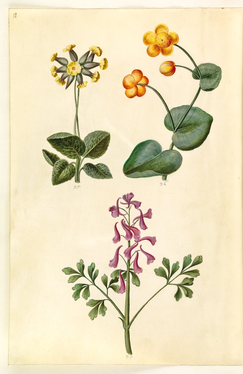 Primula veris (hålhalsad ko primula); Caltha palustris (ängstarr); Corydalis cava (hålrotad larksporre) av Hans Simon Holtzbecker