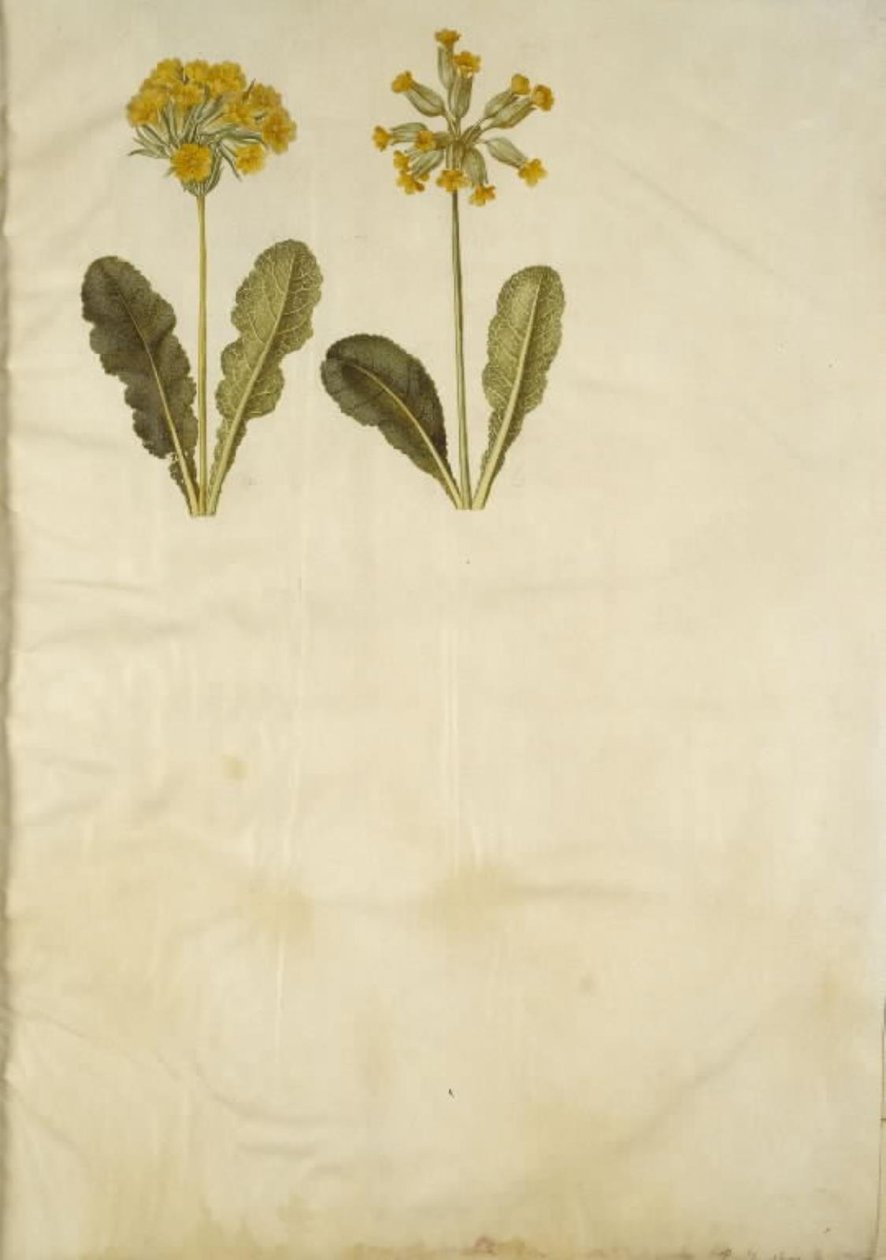 Primula veris (hybrid med ihålig halsring); Primula veris (hålhalsad cowpea) av Hans Simon Holtzbecker