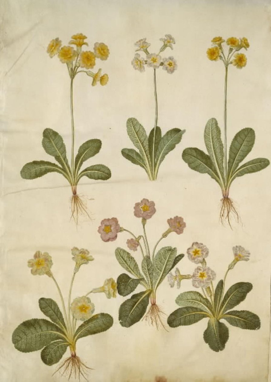 Primula veris (hybrid med ihålig halsring); Primula vulgaris (storblommig cowpea hybrid) av Hans Simon Holtzbecker