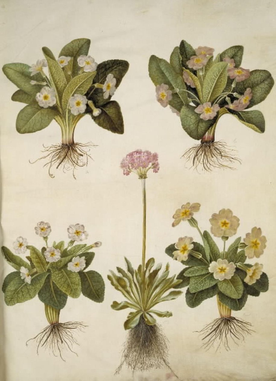 Primula vulgaris (hybrid av storblommig primula); Primula farinosa (blomstrande cowpea) av Hans Simon Holtzbecker
