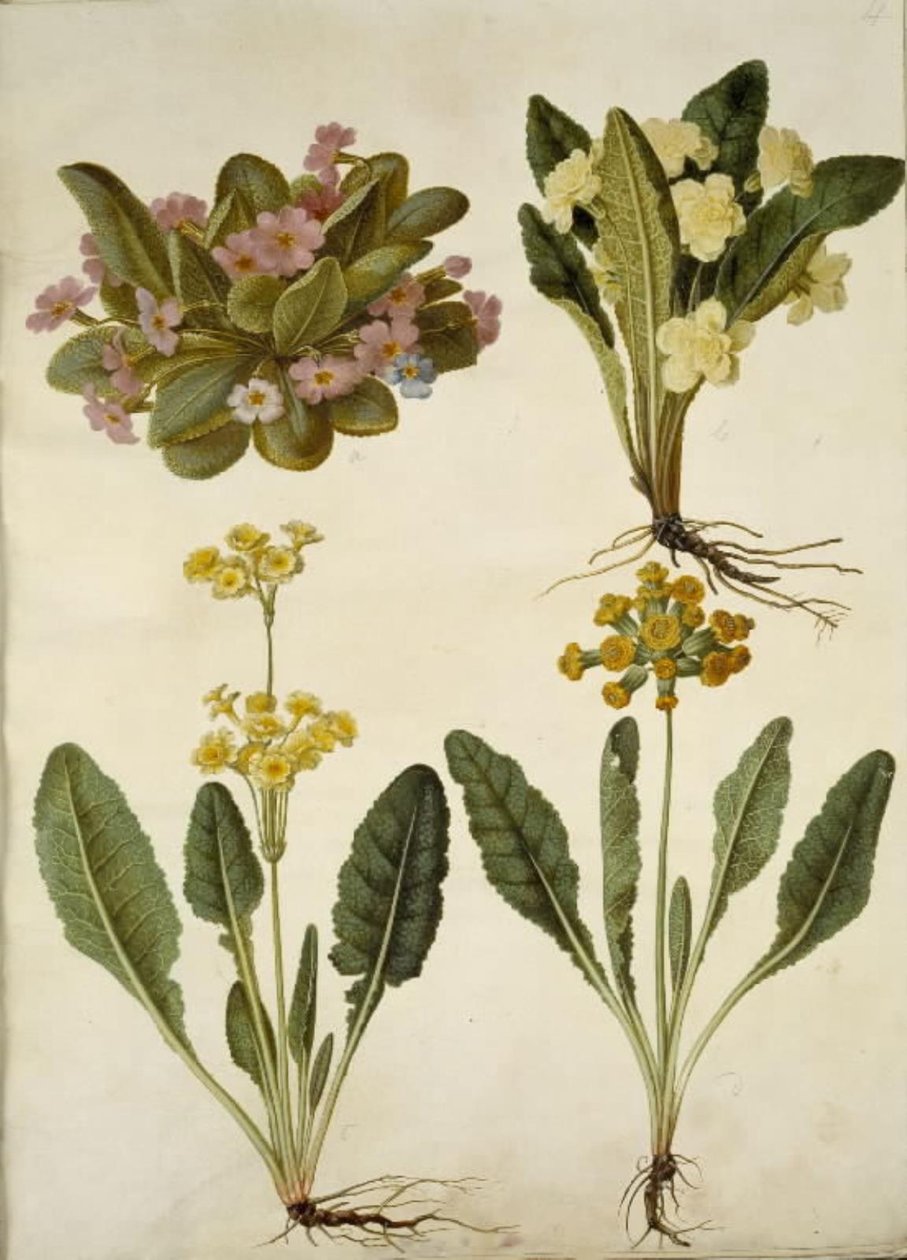 Primula vulgaris (carnival cowslip); Primula vulgaris (hybrid av storblommig primula); Primula veris (hybrid med hålhalsad cowpea) av Hans Simon Holtzbecker