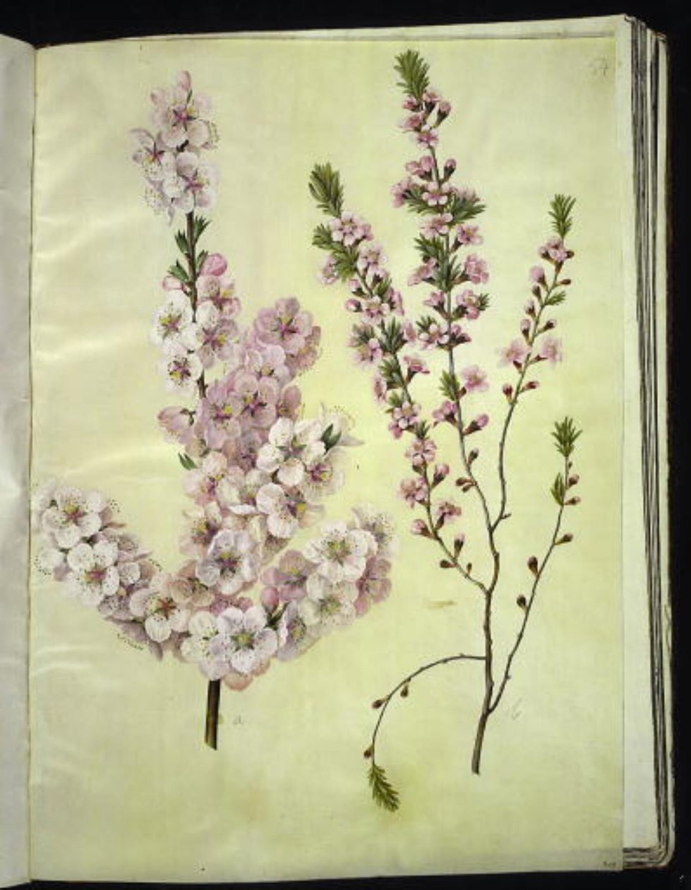 Prunus dulcis (mandel); Prunus tenella (dvärgmandel) av Hans Simon Holtzbecker