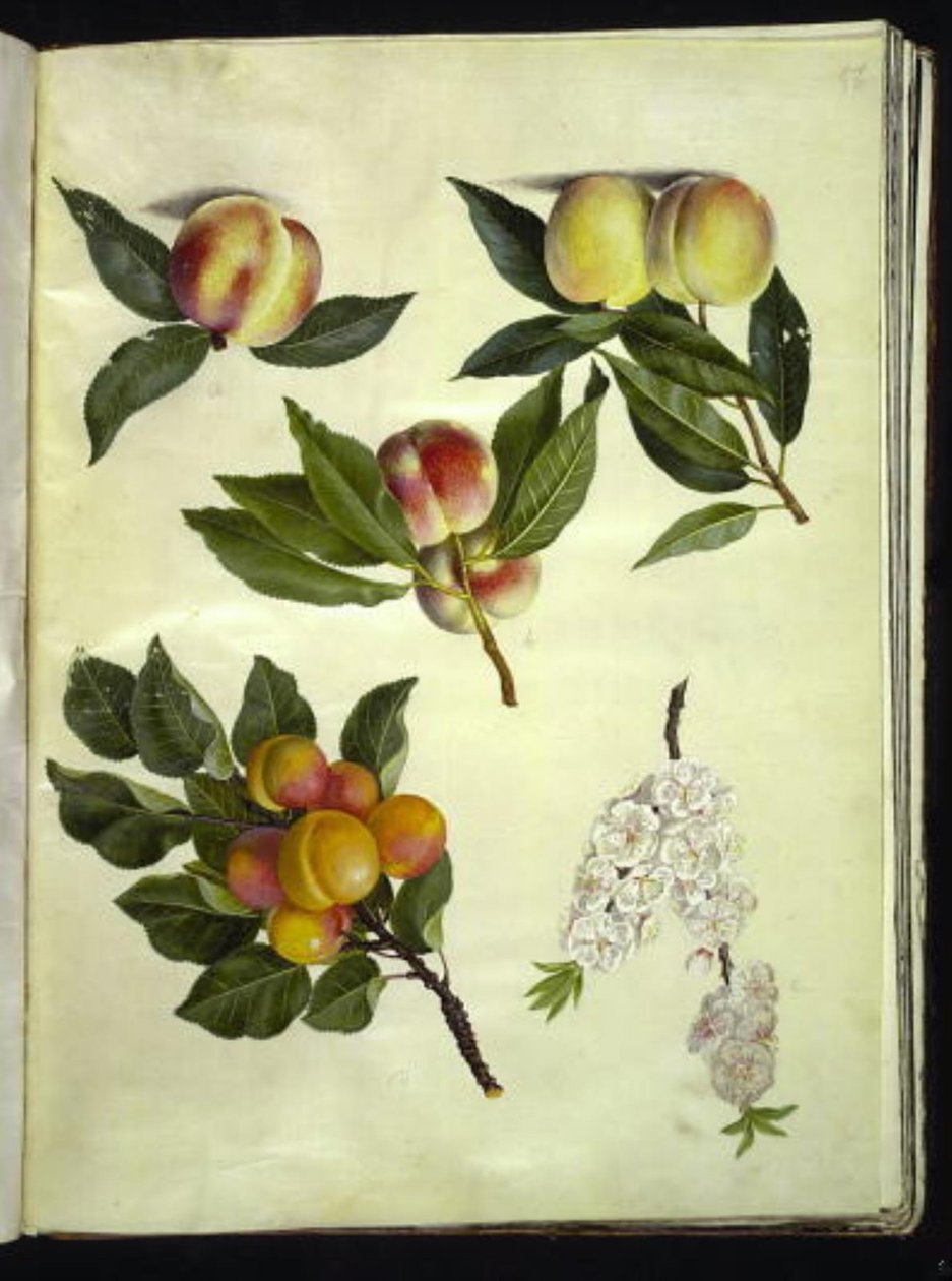 Prunus persica (ärter); Prunus armeniaca (almindelig aprikos) av Hans Simon Holtzbecker