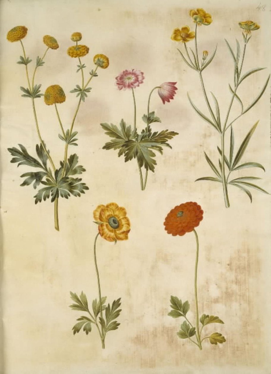 Ranunculus acris (guldknap-ranunkel); Anemone nemorosa (hvid anemone); Ranunculus Illyricus (stäpp-ranunkel); Ranunculus asiatica (har ranunkel) av Hans Simon Holtzbecker