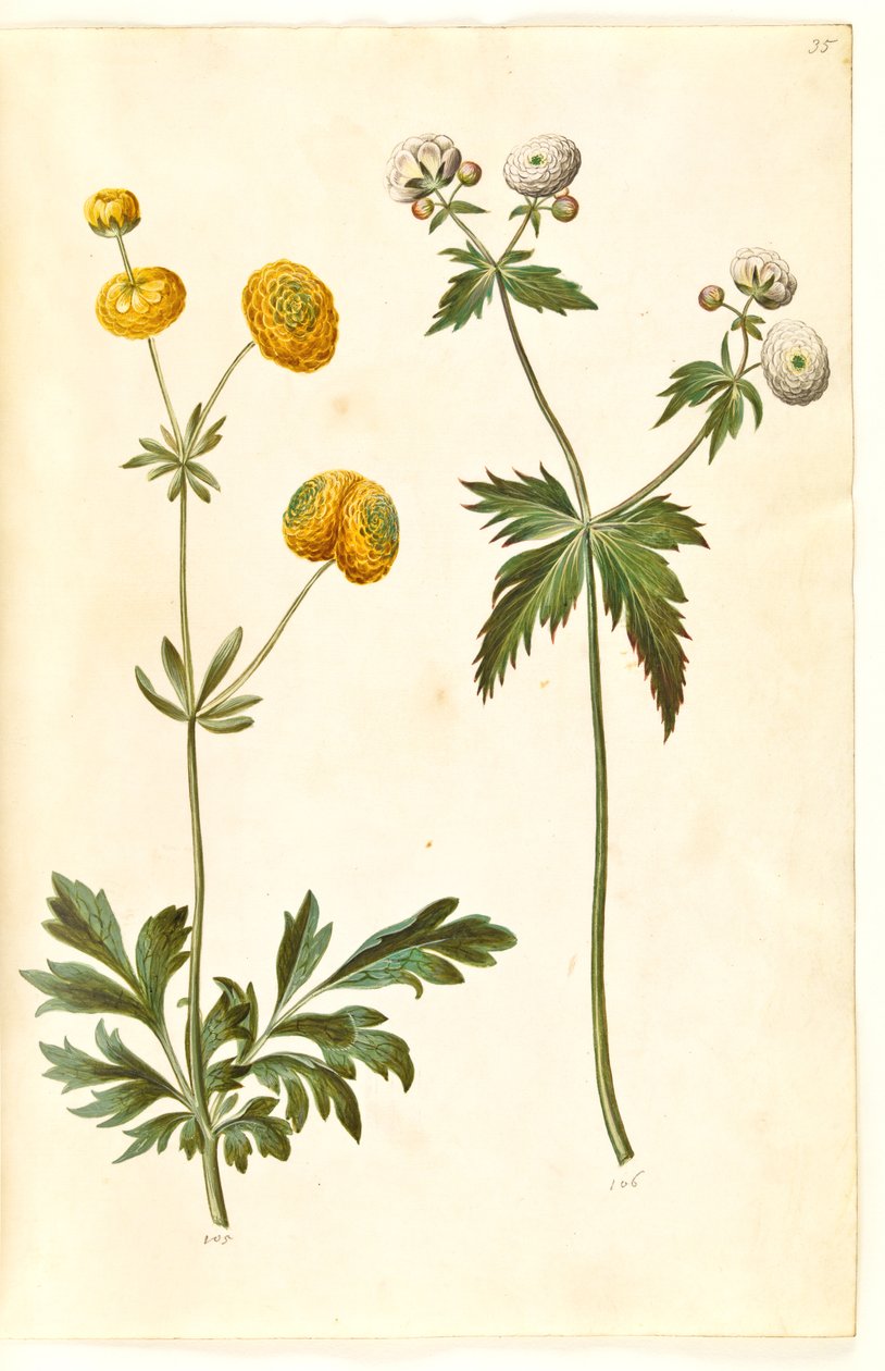 Ranunculus acris (smörblomma av guldknapp); Ranunculus aconitifolius (smörblomma i silver) av Hans Simon Holtzbecker