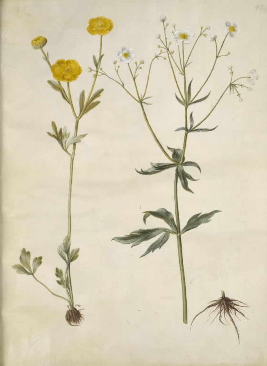 Ranunculus monspeliacus (silkessmörblomma); Ranunculus aconitifolius (Ranunculus aconitifolius) av Hans Simon Holtzbecker