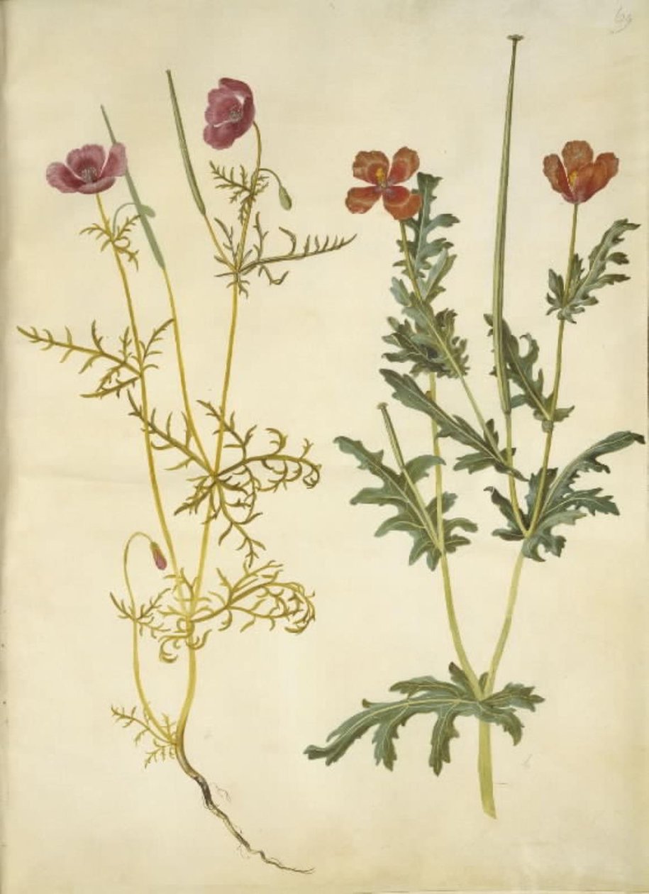 Roemeria hybrida (violett hornvalmue); Glaucium horniculatum (röd hornskulpe) av Hans Simon Holtzbecker
