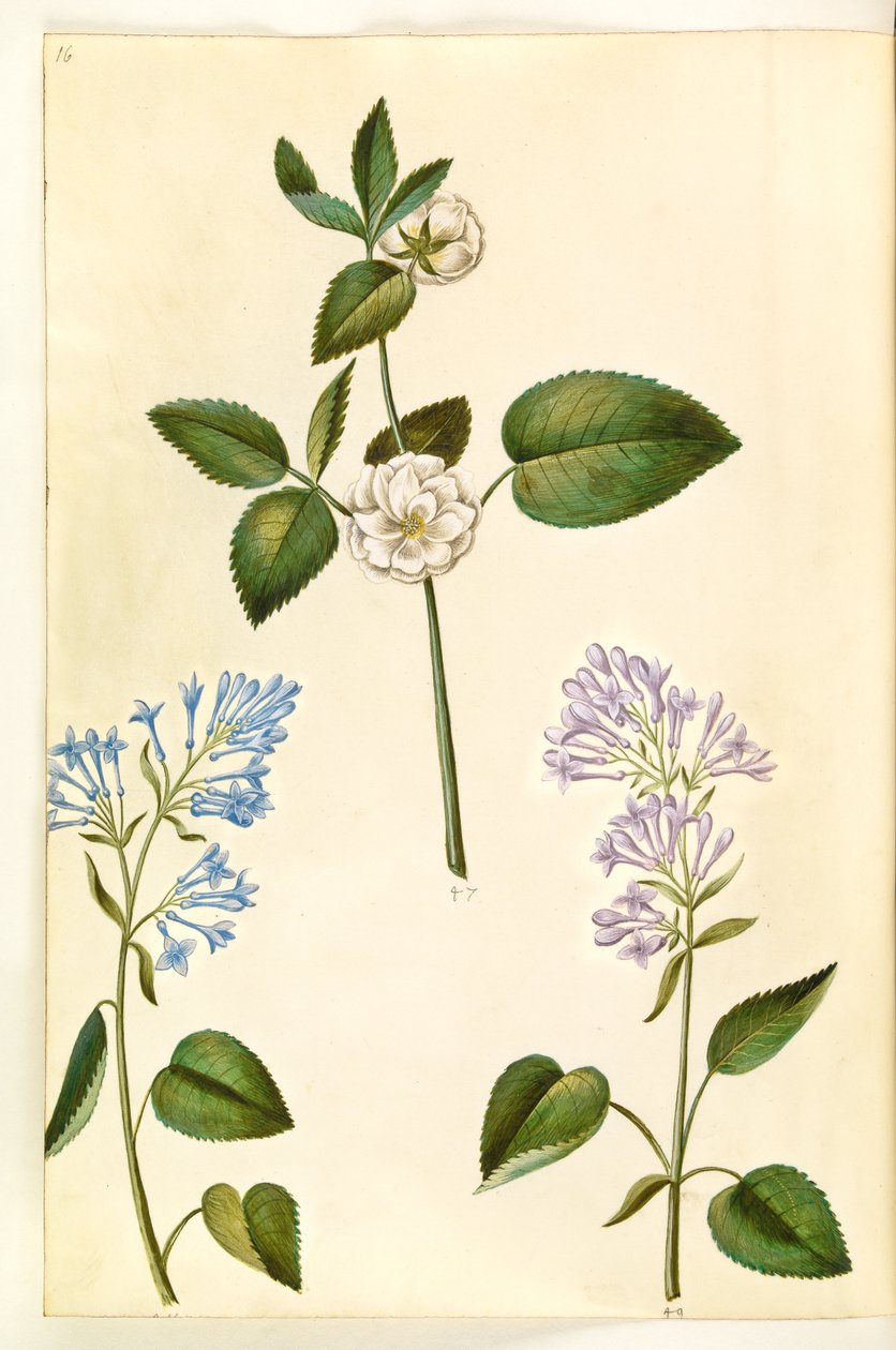 Rosa (?) (rosa); Syringa vulgaris (vanlig syra) av Hans Simon Holtzbecker