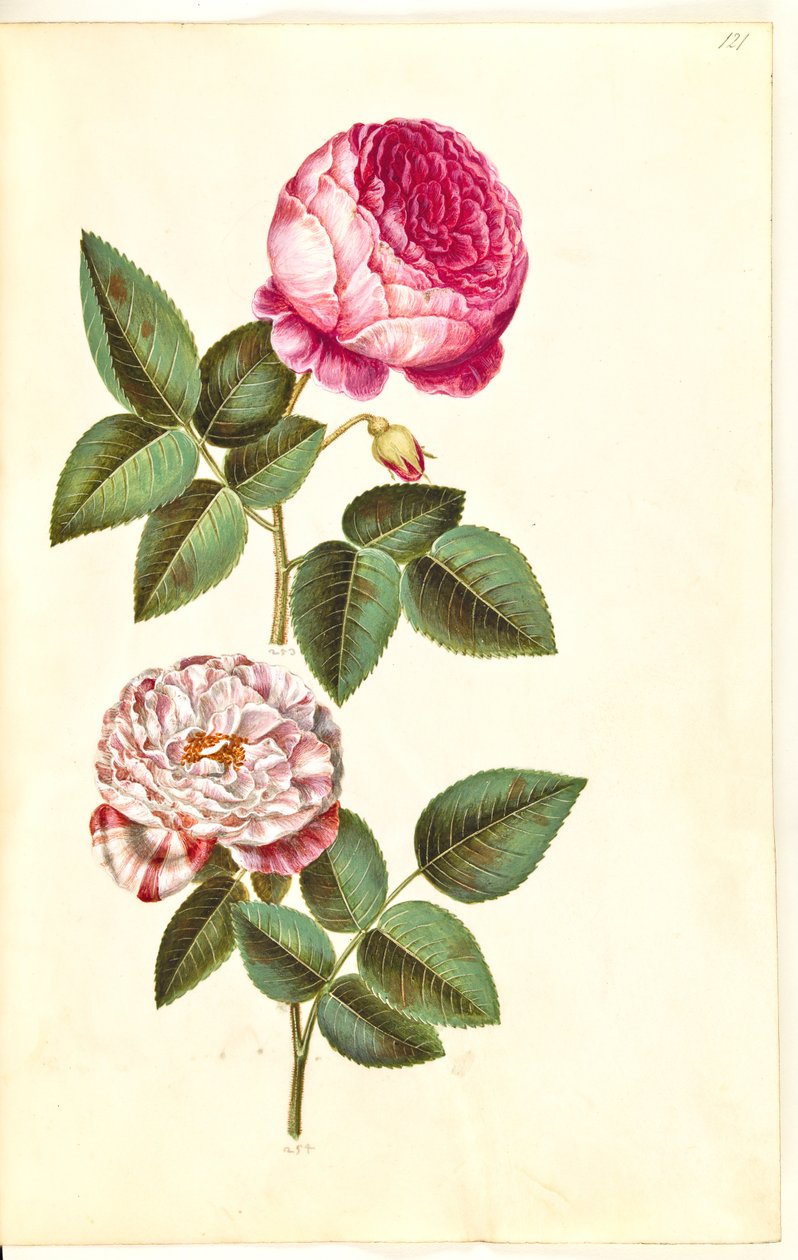 Rosa × centifolia (centifolie-rosa); Rosa gallica versicolor (