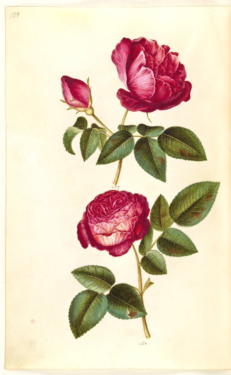 Rosa gallica (apoteker-rosa); Rosa (?) (rosor) av Hans Simon Holtzbecker