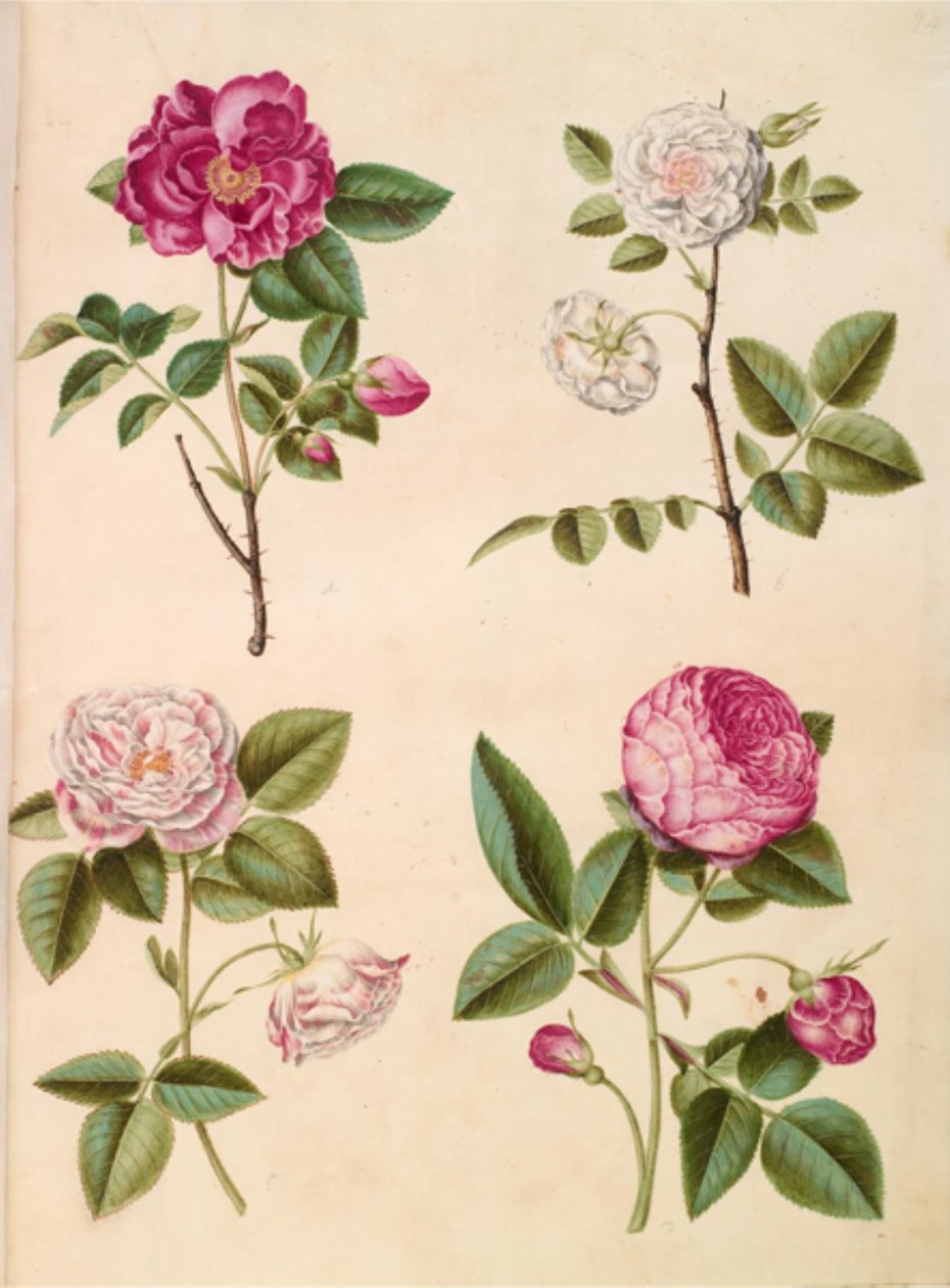 Rosa gallica (apoteker-ros); Rosa × alba (hvid ros); Gallisk ros (Rosa Mundi); Rosa × centifolia (centifolie-rosa) av Hans Simon Holtzbecker
