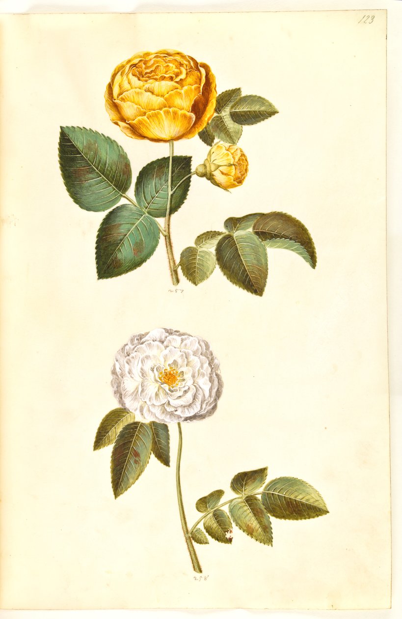 Rosa hemisphaerica (svavelgul ros); Rosa ×alba (vit ros) av Hans Simon Holtzbecker
