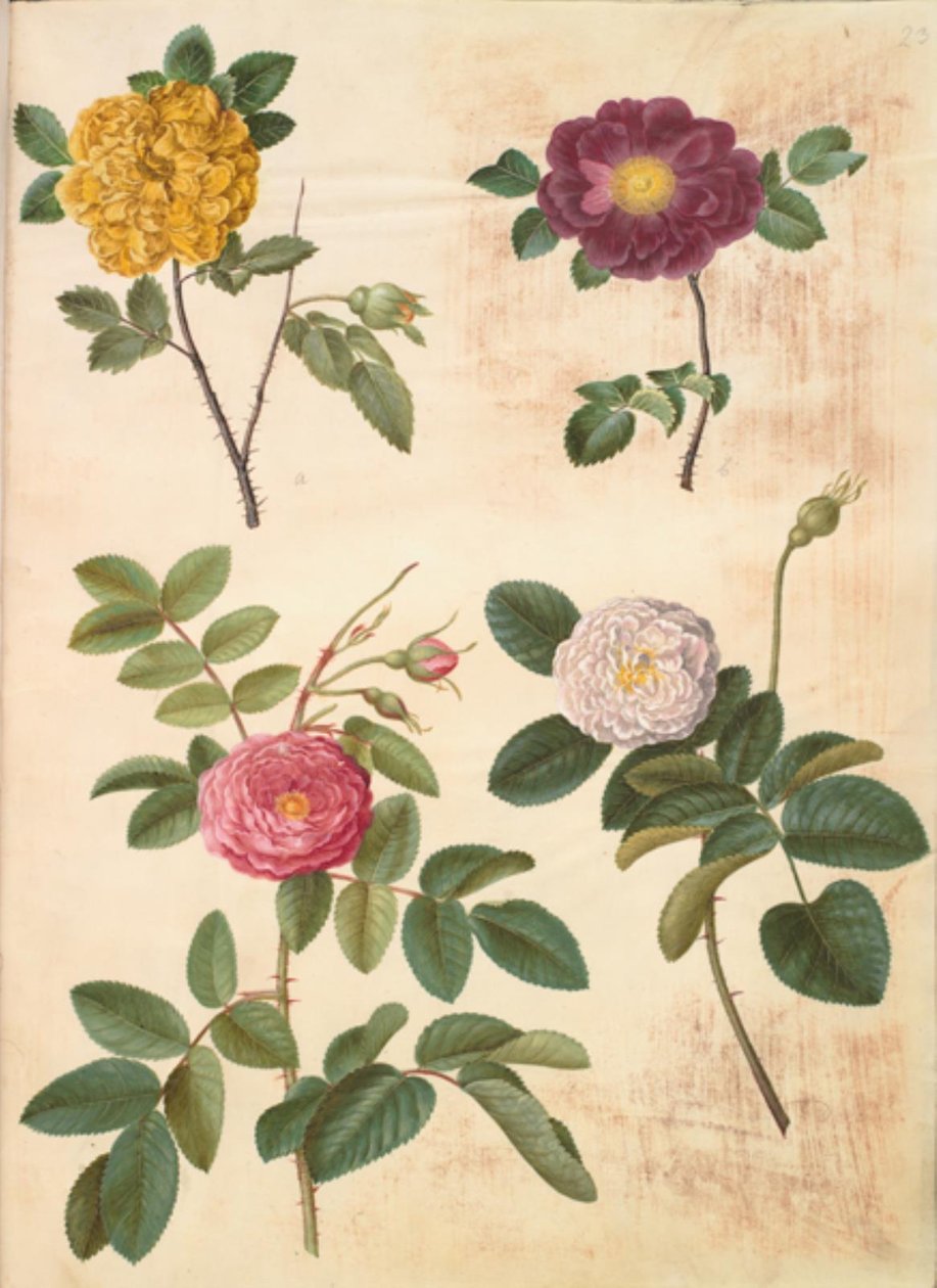 Rosa hemisphaerica (svavelgul ros); Rosa gallica (sammetsrosa); Rosa ×damascena (damascenros) av Hans Simon Holtzbecker