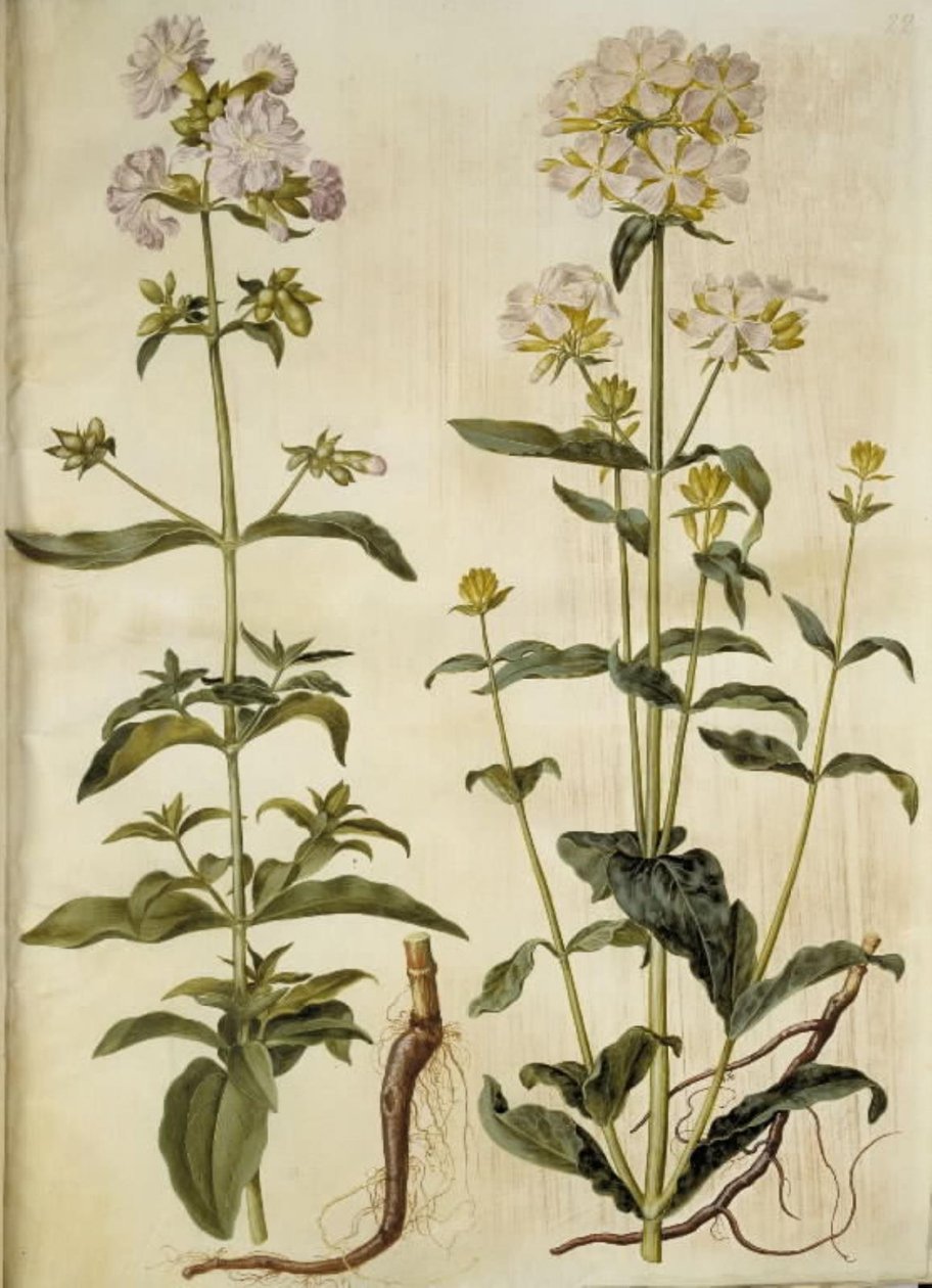 Saponaria officinalis (vanlig tvålört) av Hans Simon Holtzbecker