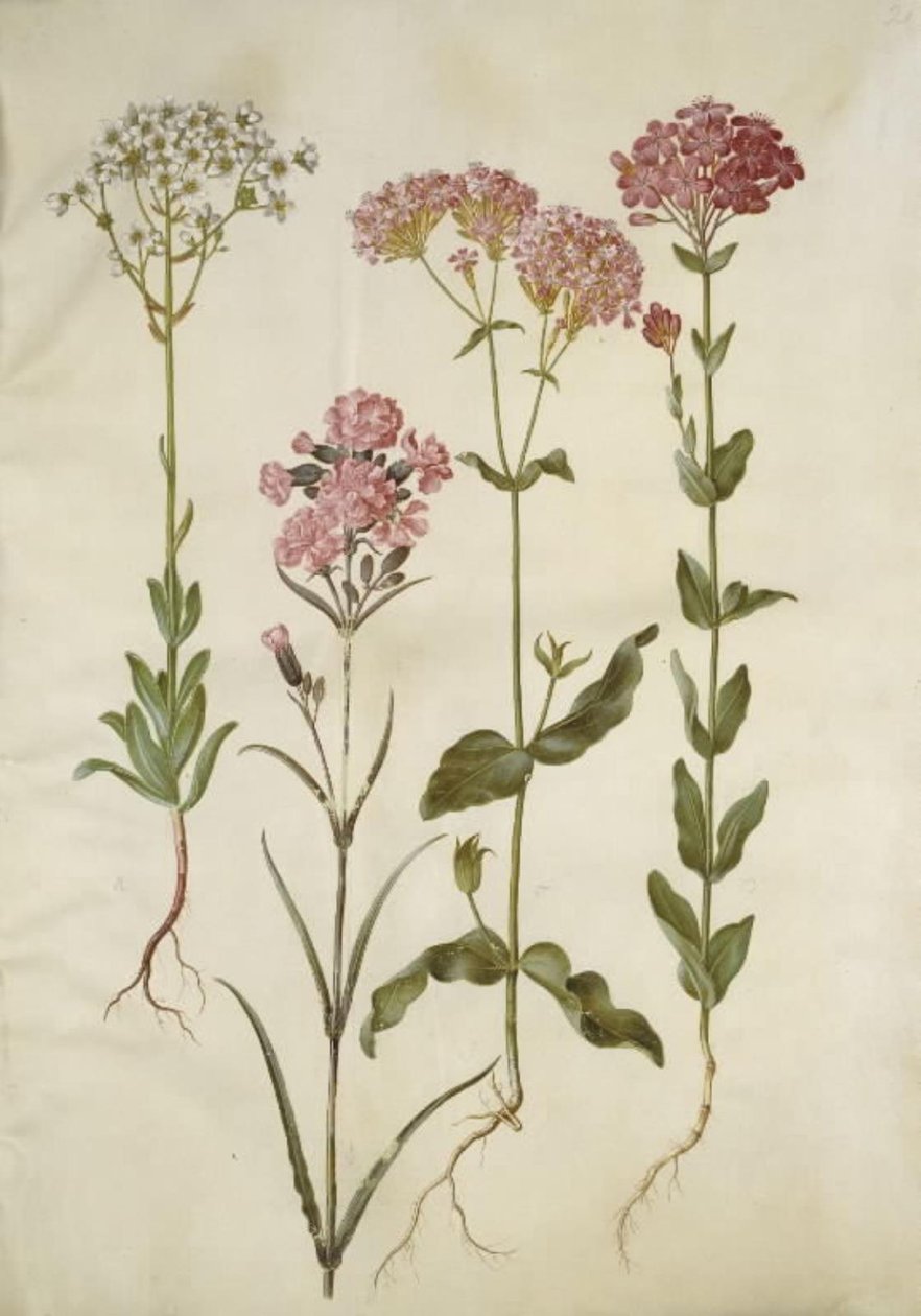 Saxifraga paniculata (stensaxbräcka); Silene viscaria (vanlig tjärnejlika); Silene armeria (knut-limwort); av Hans Simon Holtzbecker
