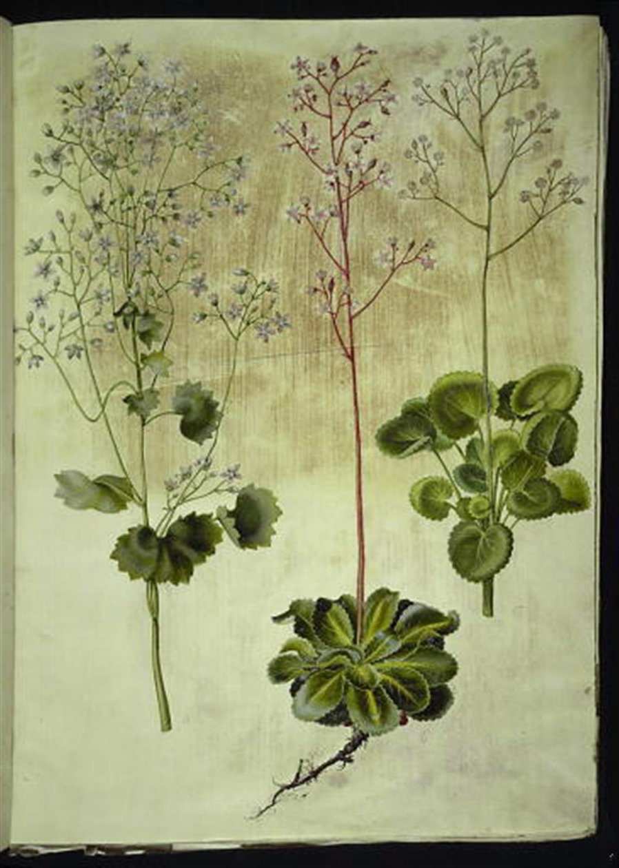 Saxifraga rotundifolia (rundbladig stenört); Saxifraga umbrosa (Shadow Saxifrage); Saxifraga geum (porslinsblomma) av Hans Simon Holtzbecker