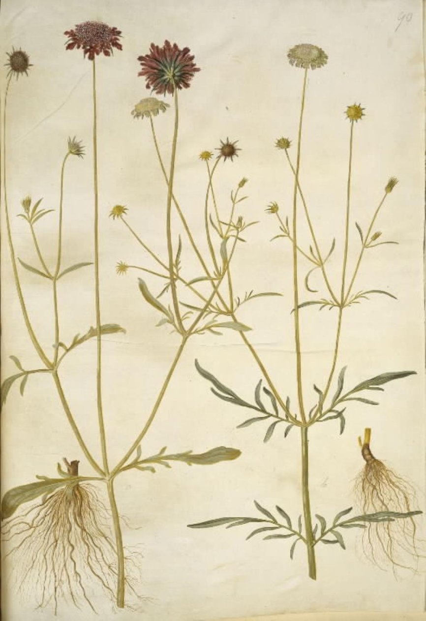 Scabiosa atropurpurea (enkeblomst); Scabiosa columbaria (två-skabiose) av Hans Simon Holtzbecker