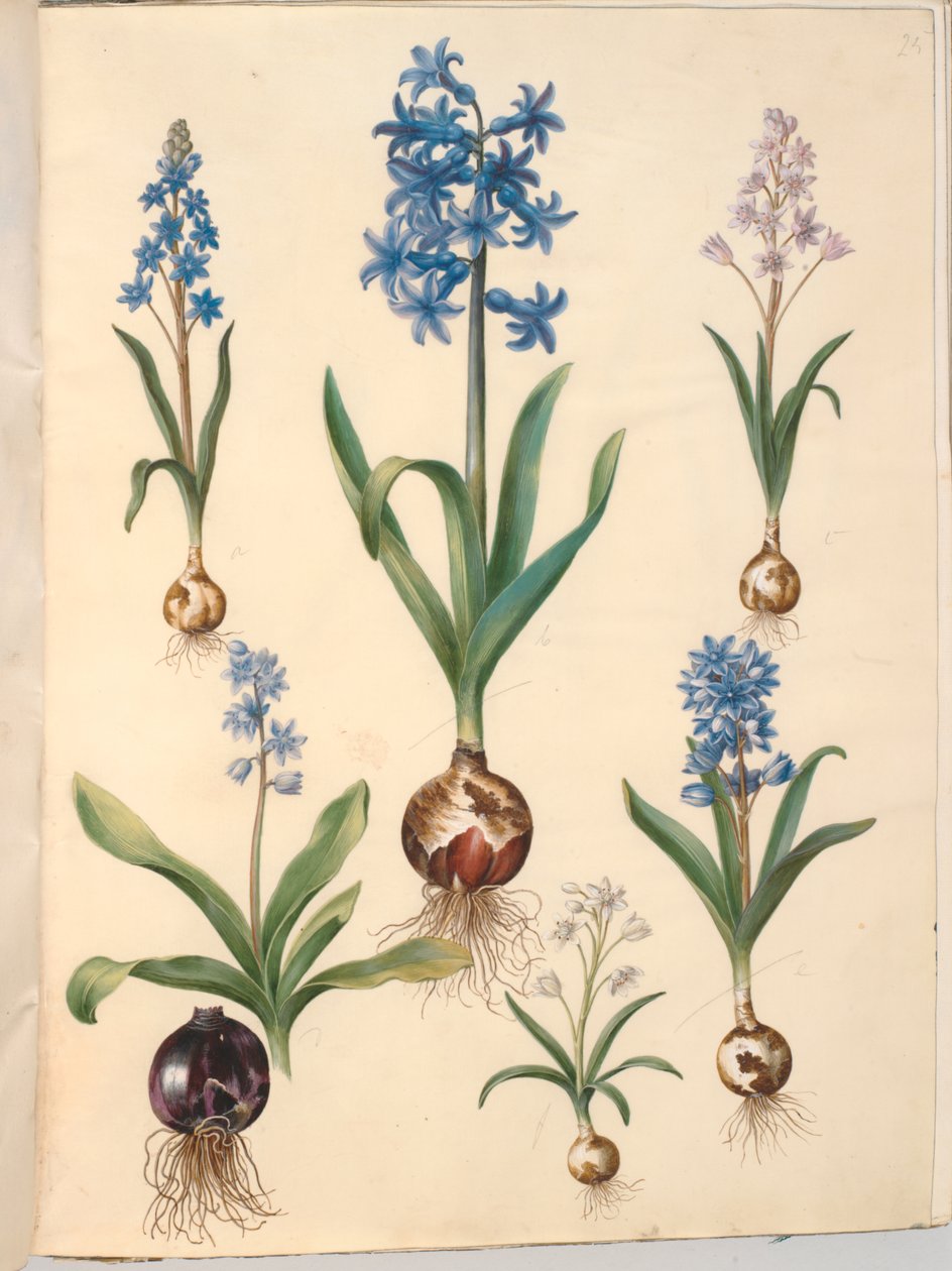 Scilla bifolia (tobladet skilla); Orientalisk hyacint (almindelig hyacint); vacker skilla (himmelblå skilla) av Hans Simon Holtzbecker