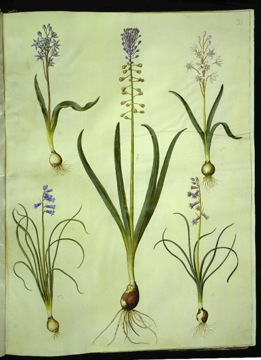 Scilla bifolia (tvåbladig scilla); Muscari comosum (skymningshyacint); Brimeura amethystina (pyrenisk hyacint) av Hans Simon Holtzbecker