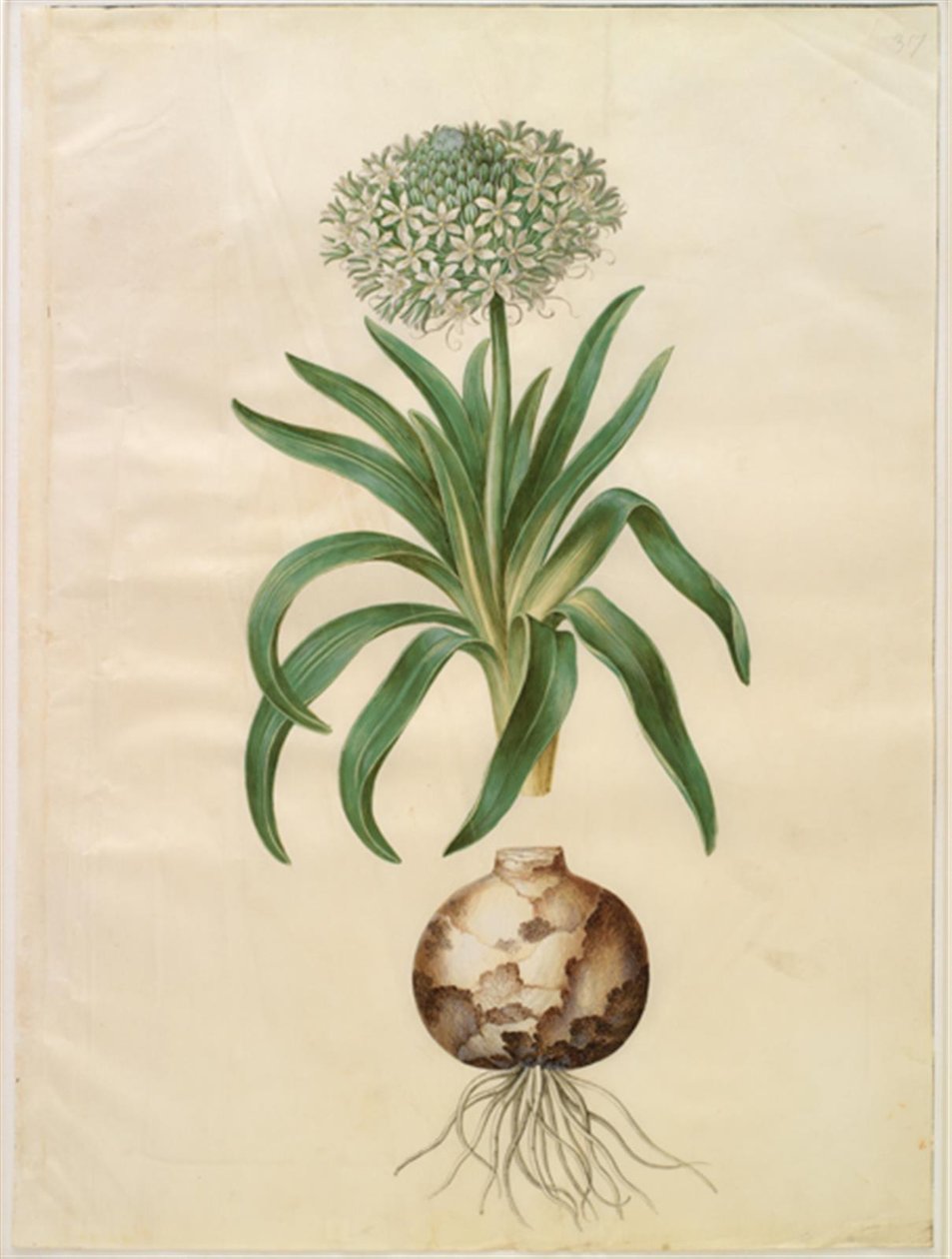 Scilla peruviana (jätte scilla) av Hans Simon Holtzbecker
