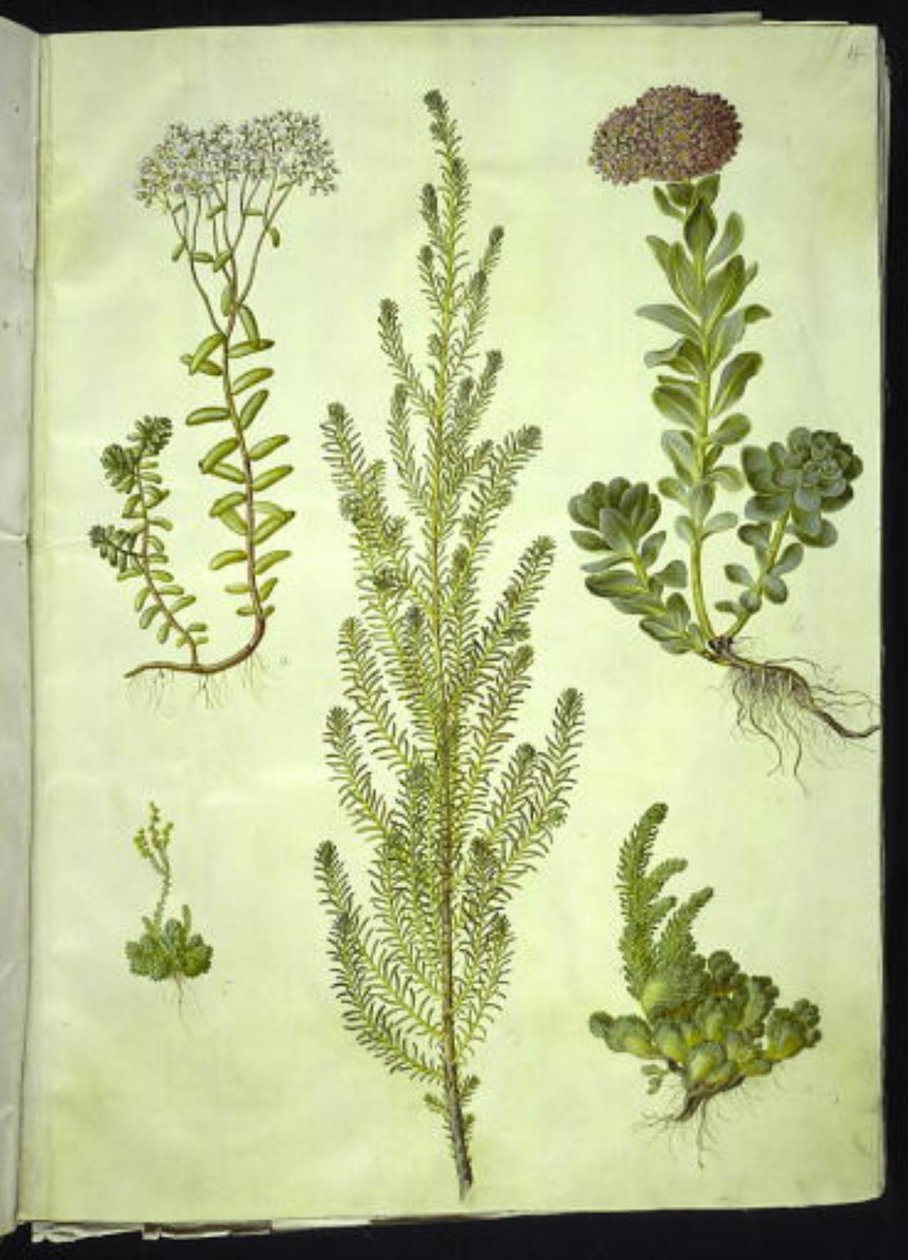 Sedum album (vit stenört); Sedum anacampseros (rundbladig stenört); Sedum (stenört); Suaeda vera (buskgåsfot); Sedum rupestre (bergstenört) av Hans Simon Holtzbecker