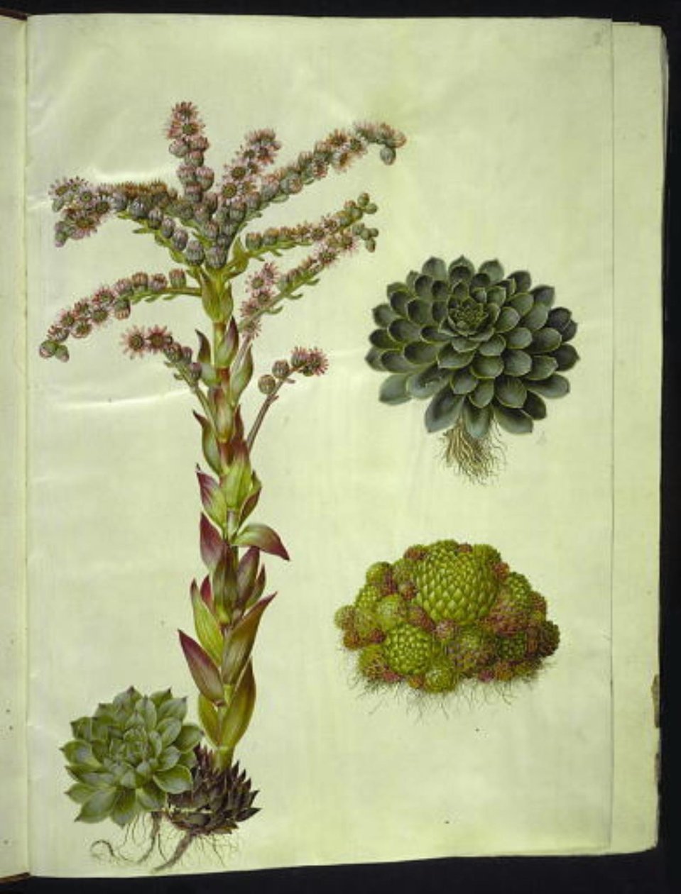 eviga tak (almindelig husløg); berg sempervivum (bjerg-husløg) av Hans Simon Holtzbecker