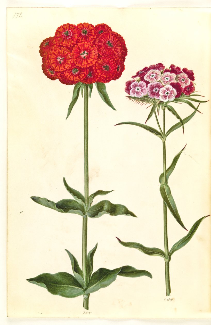 Silene chalcedonica (brinnande kärlek); Dianthus barbatus (studentnejlika) av Hans Simon Holtzbecker