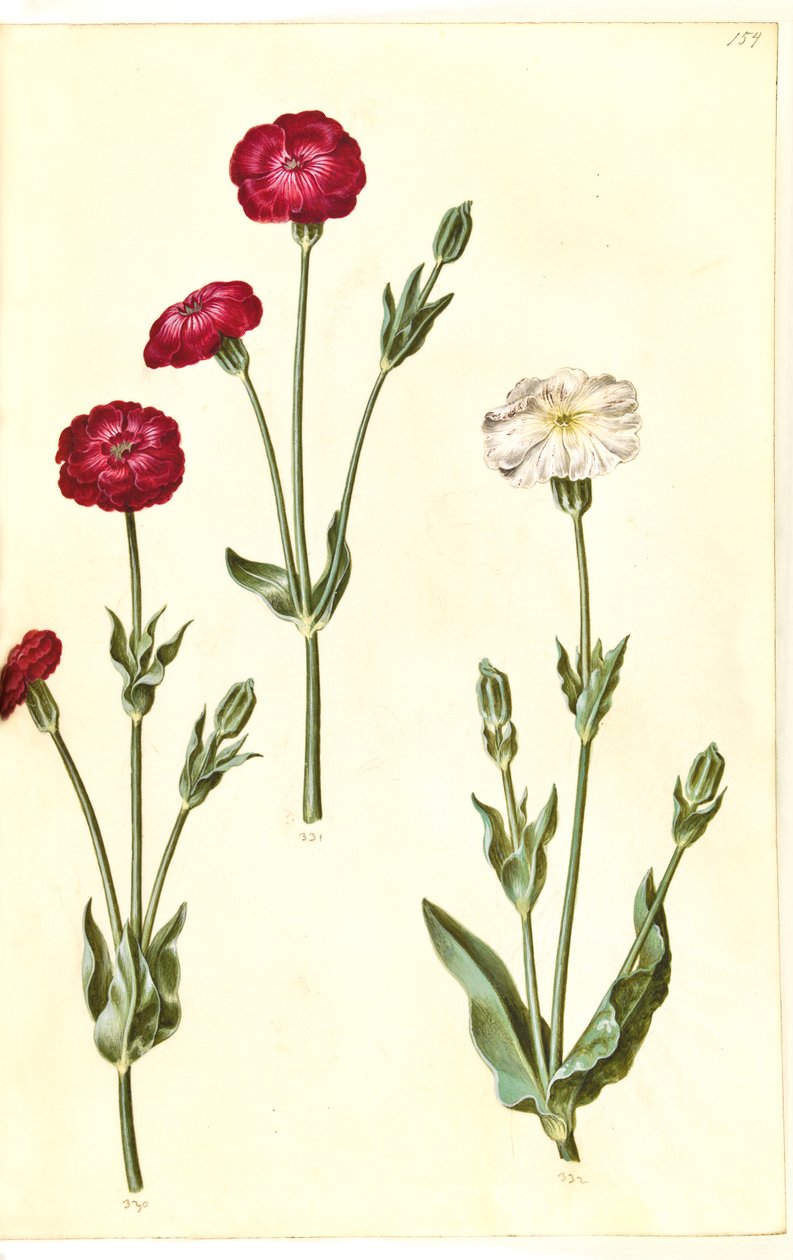 Silene coronaria (krona sjöborre) av Hans Simon Holtzbecker