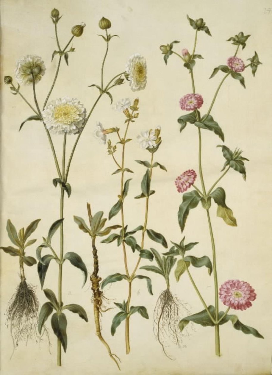 Silene latifolia (aftonstjärna); Silene dioica (dagsstjärna) av Hans Simon Holtzbecker