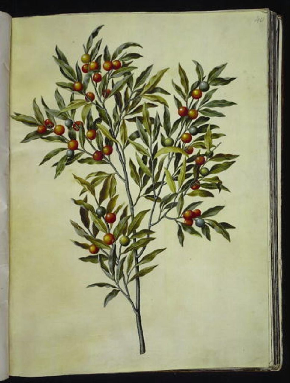 Solanum pseudocapsicum (Jerusalem-korallträd) av Hans Simon Holtzbecker