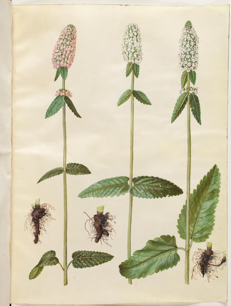 Stachys officinalis (medicinsk betony) av Hans Simon Holtzbecker