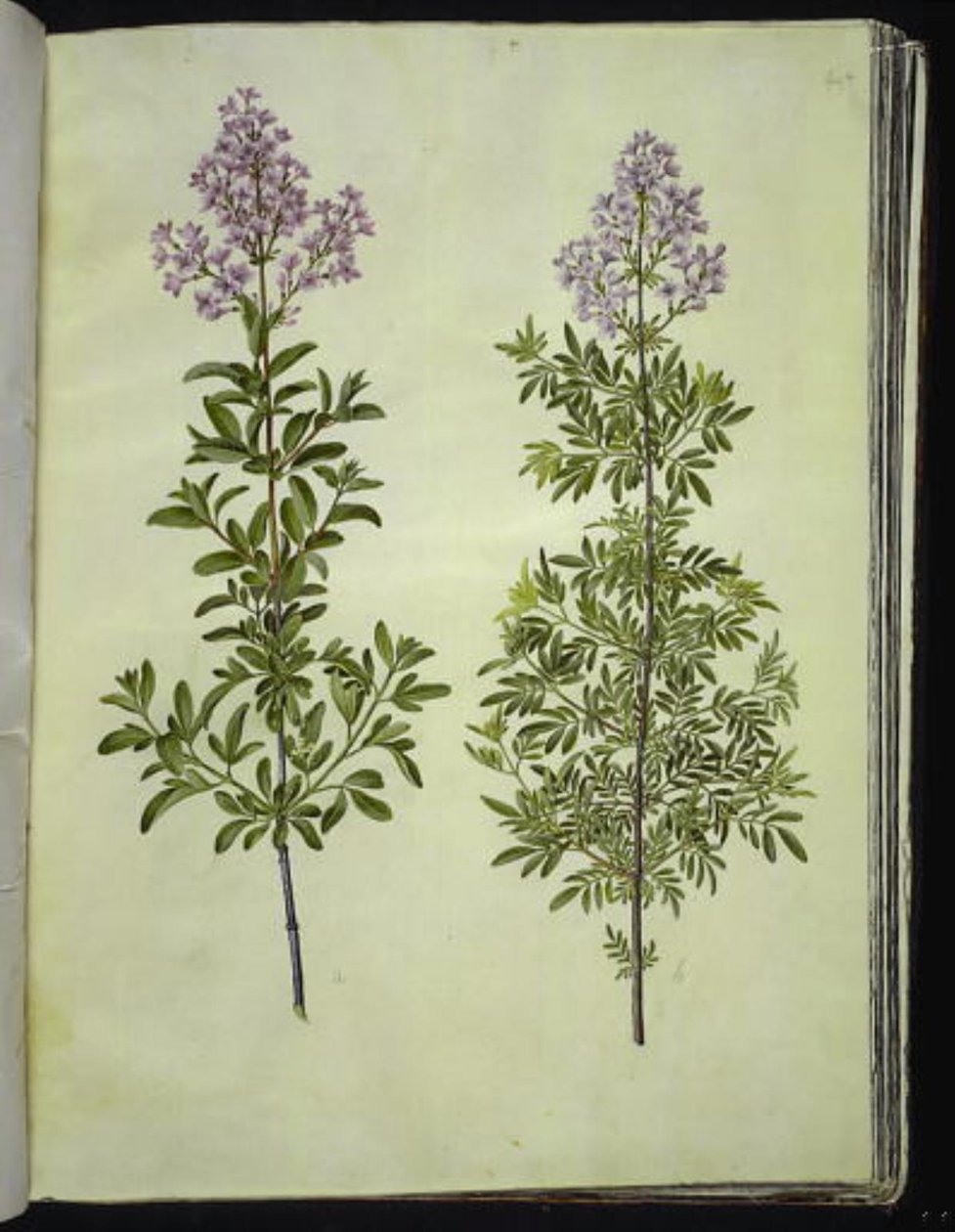 Syringa ×laciniata (flikig syra) av Hans Simon Holtzbecker