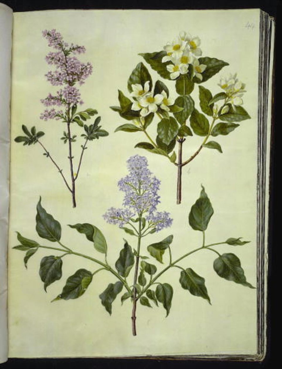 Syringa ×persica (persisk syra); Philadelphus coronarius (doftande pipved); Syringa vulgaris (vanlig syra) av Hans Simon Holtzbecker