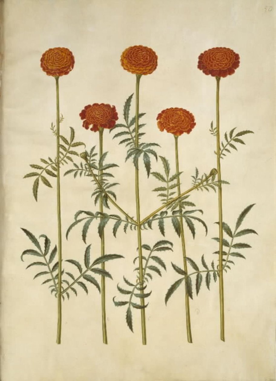Tagetes patula (bommad sammetsblomma) av Hans Simon Holtzbecker